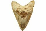 Serrated, Fossil Megalodon Tooth - Indonesia #214768-1